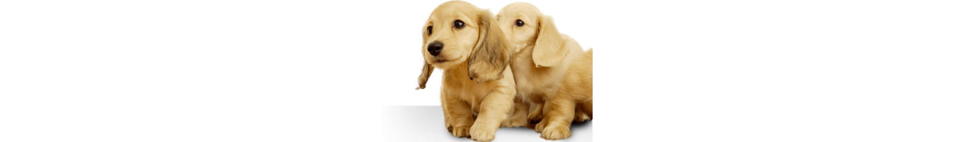 Veterinaria Natural y Cuidado Animal | PcFarmacia